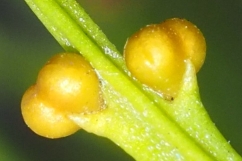 Sporangia (spore-containing bodies) of Skeleton Fork Fern (Psilotum nudum) photo